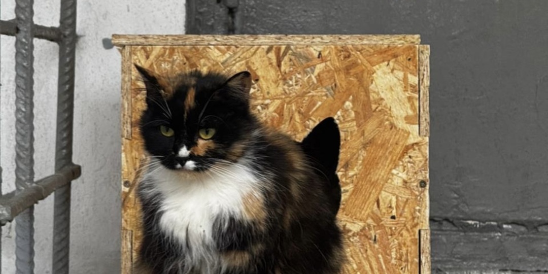 Ищу ДОМ🐱дополняю. Дом НАЙДЕН