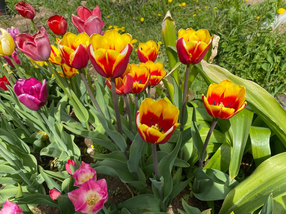 Цветущие юльпаны, фото автора