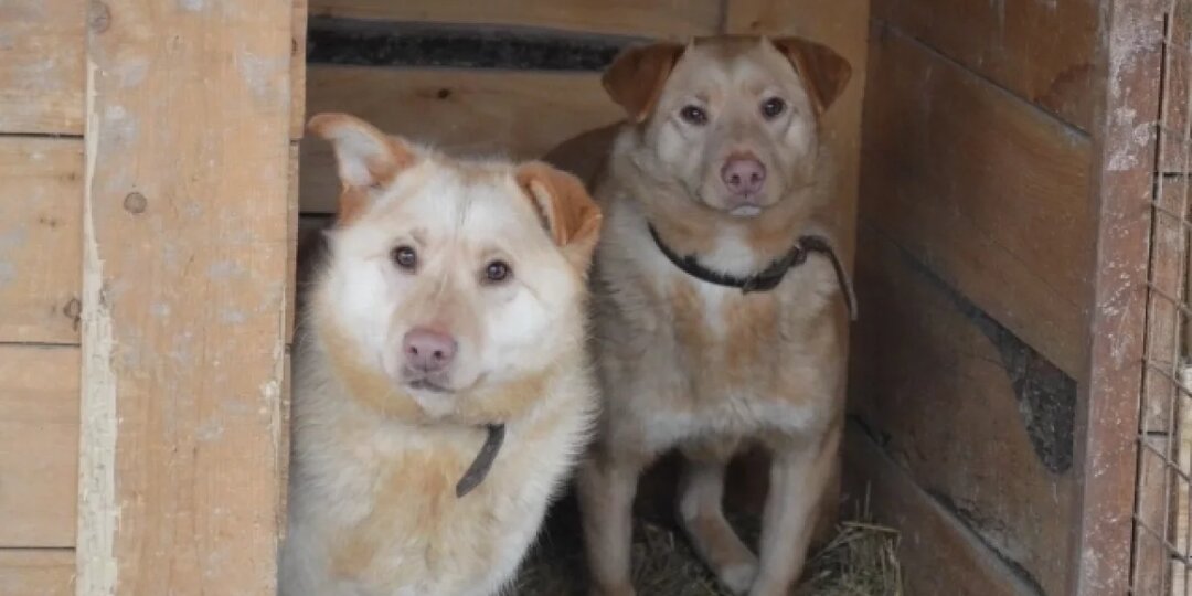 В сентябре в Коми провели 409 бесплатных кастраций собак и кошек