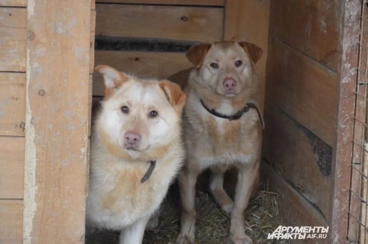    В сентябре в Коми провели 409 бесплатных кастраций собак и кошек