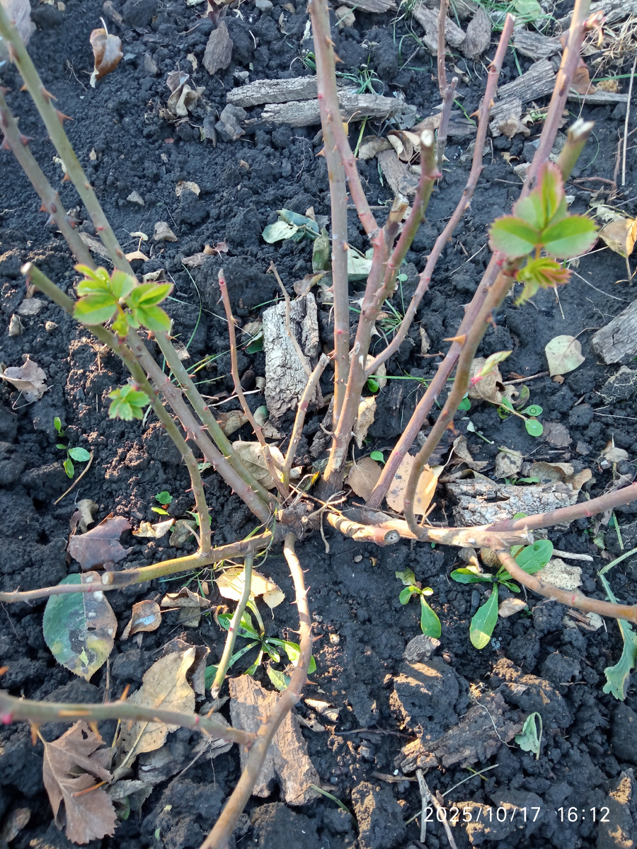 Роза Эглантин