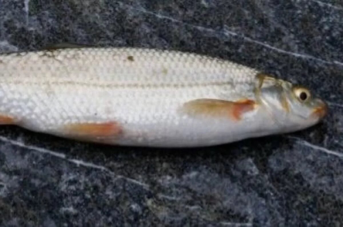    Под Липецком браконьеру грозит 2 года тюрьмы за ловлю краснокнижной рыбы