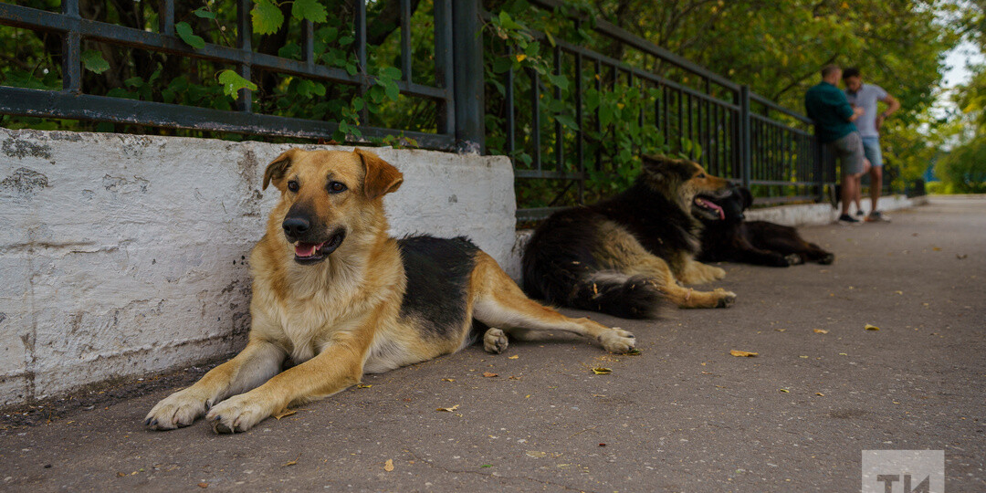 Бездомные животные: как разорвать порочный круг и найти путь к решению