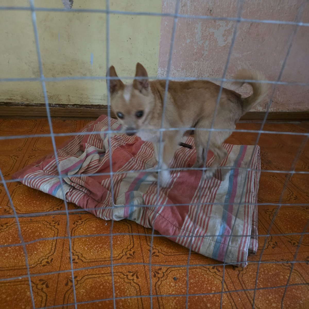 малыш чихуахуа мечтает о свободе