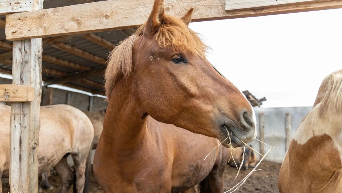    Фото: Фёдор Воронов / «Ямал-Медиа»