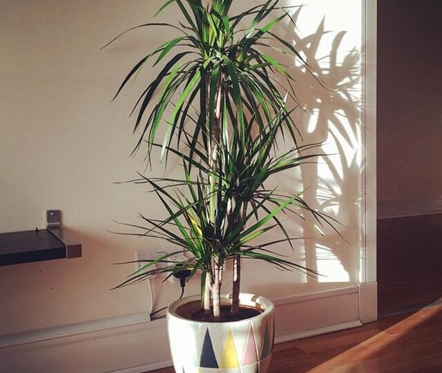 Омолаживаем и размножаем драцену