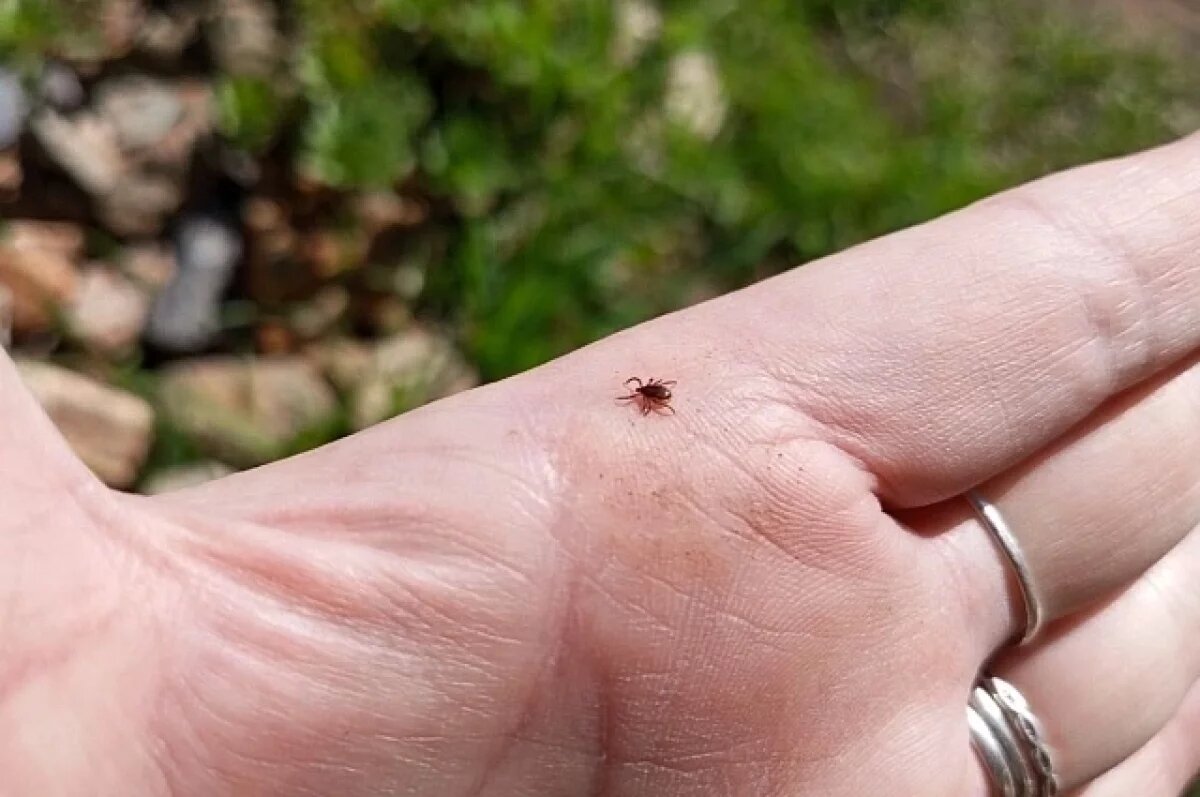    Роспотребнадзор рассказал об итогах клещевого сезона в Приморье