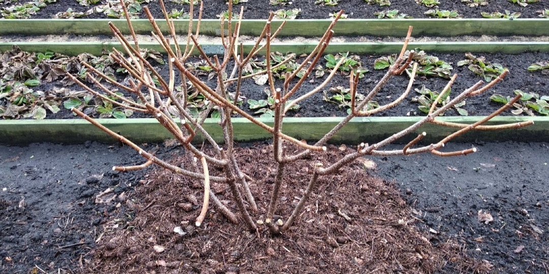 Обрезка метельчатых гортензий осенью - все правила