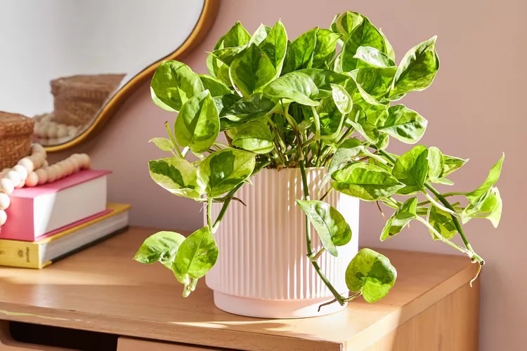 9 комнатных растений, которые добавят в ваш дом ярких осенних красок