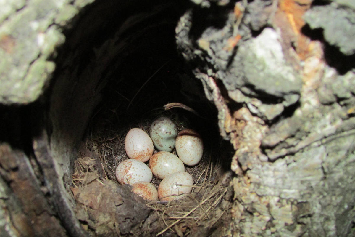 Гнездо зарянки с яйцом кукушки