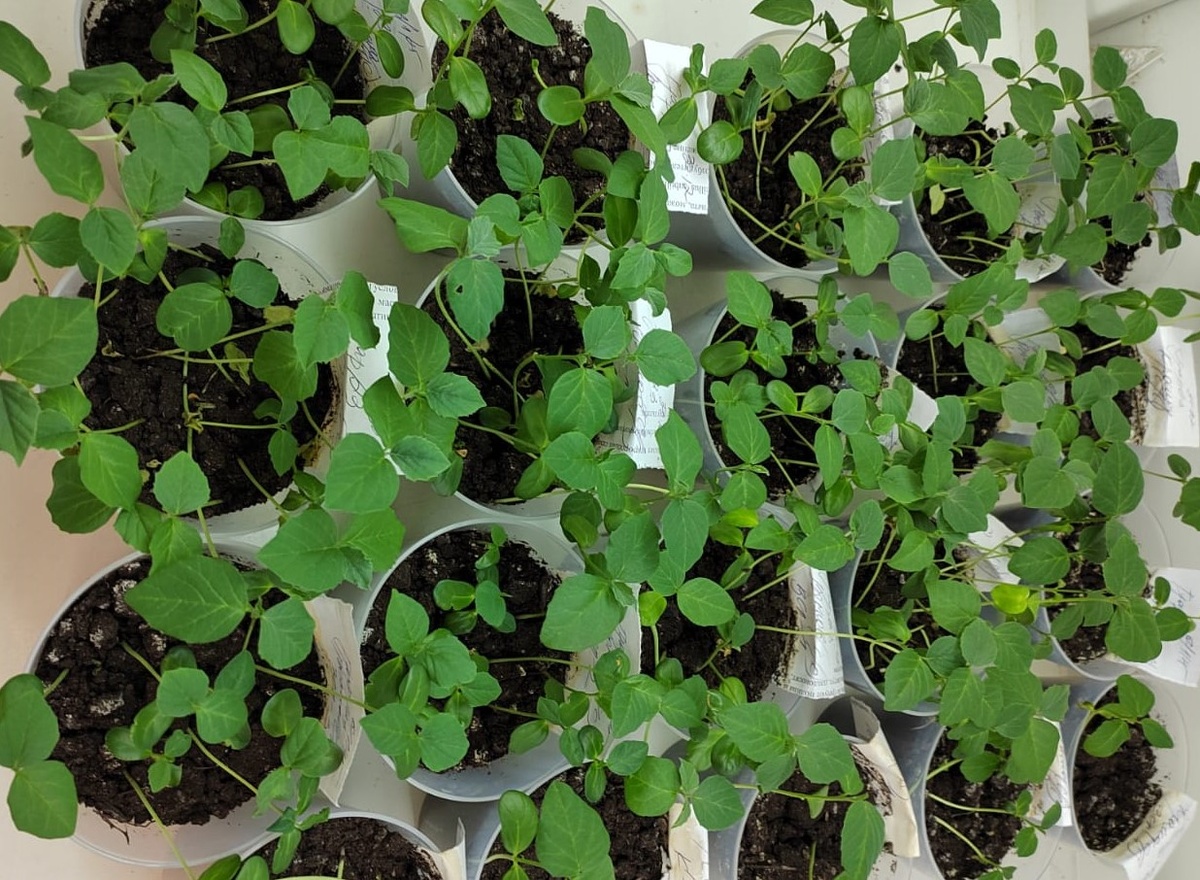 Сравнительная оценка образцов гуара