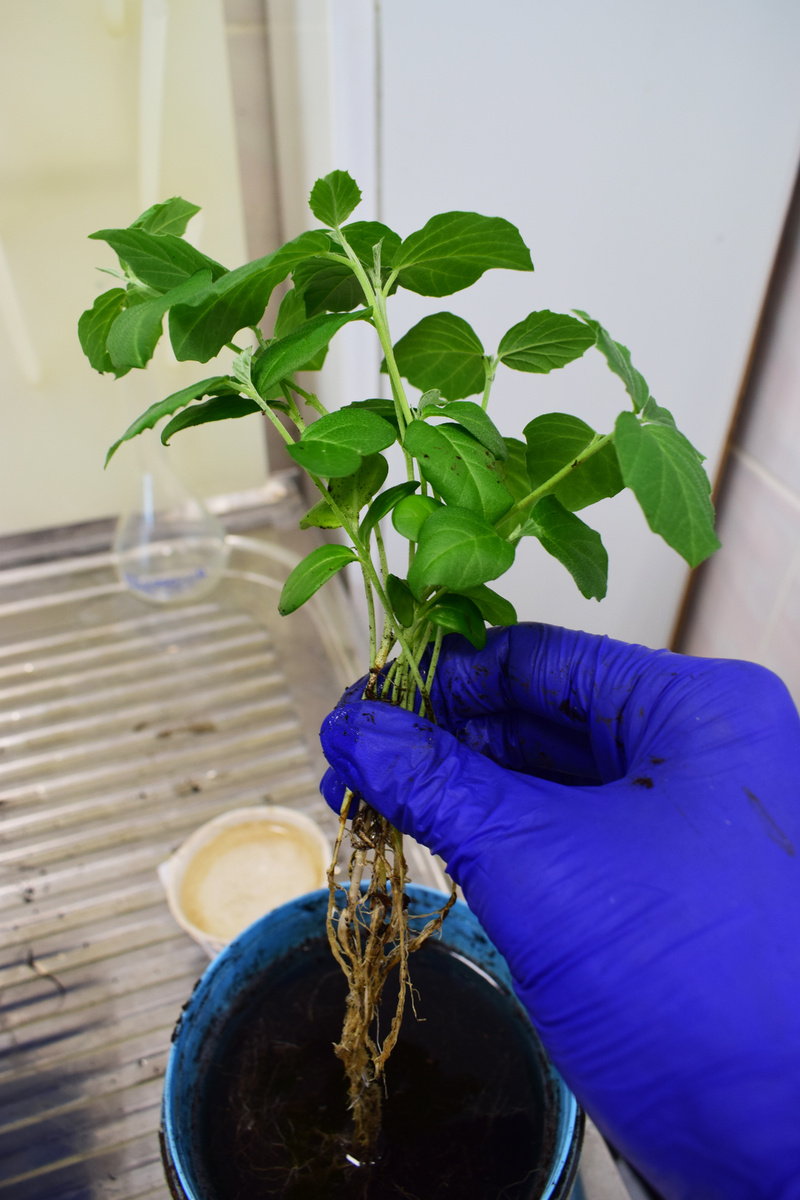 Оценка параметров надземной части и корневой системы гуара 