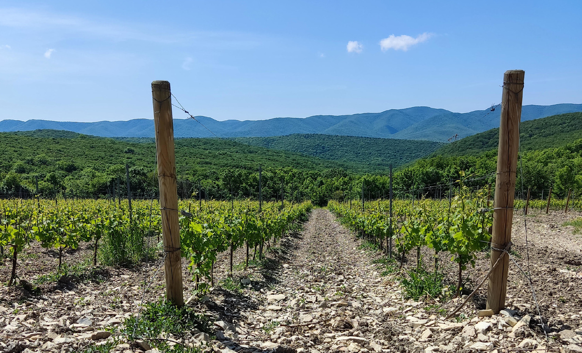 Виноградники  Анапы 