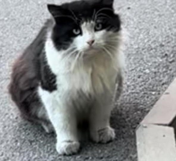 Мишане надо выжить! Помогите ему не вернуться на улицу! 😿