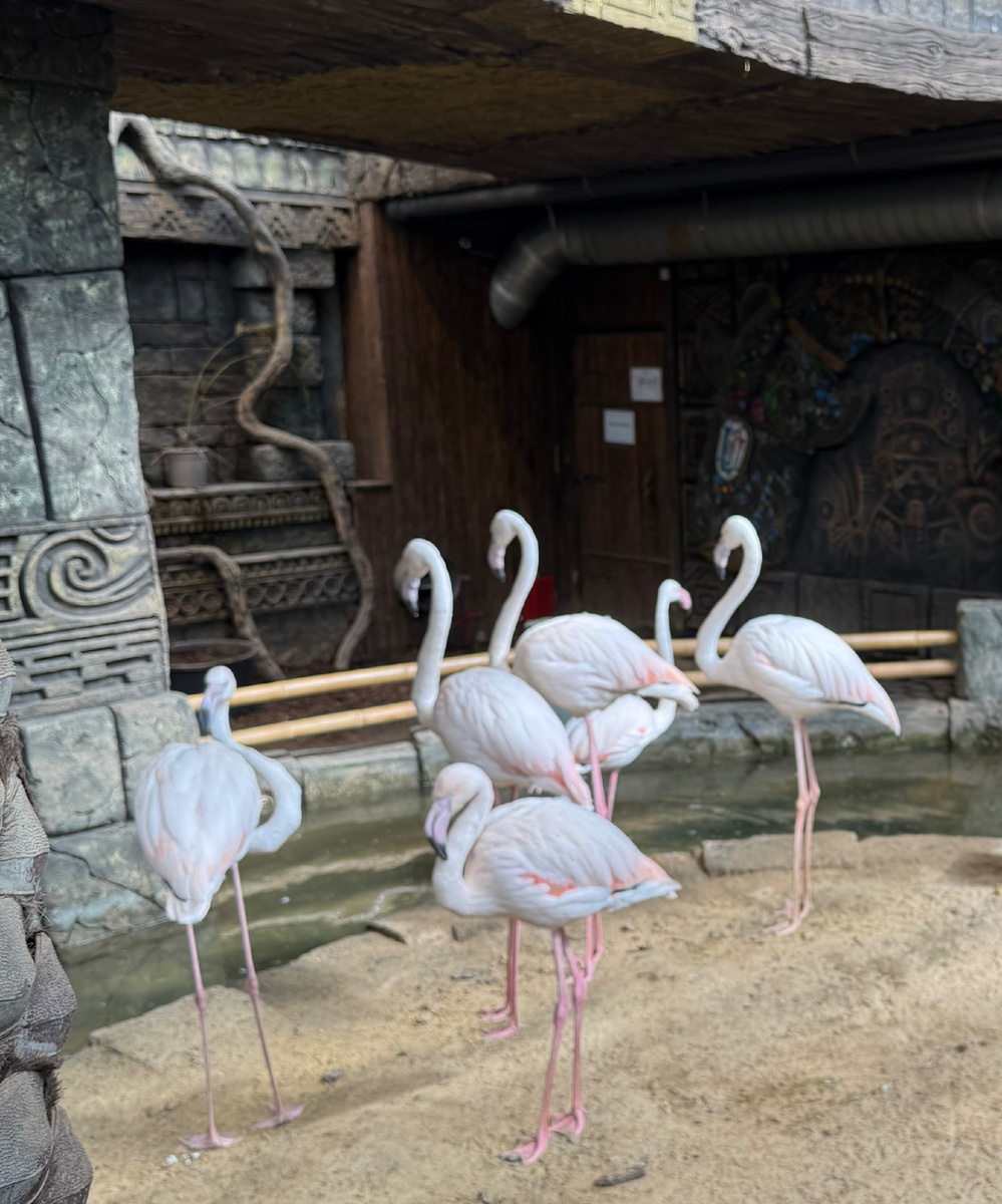 Розовый фламинго