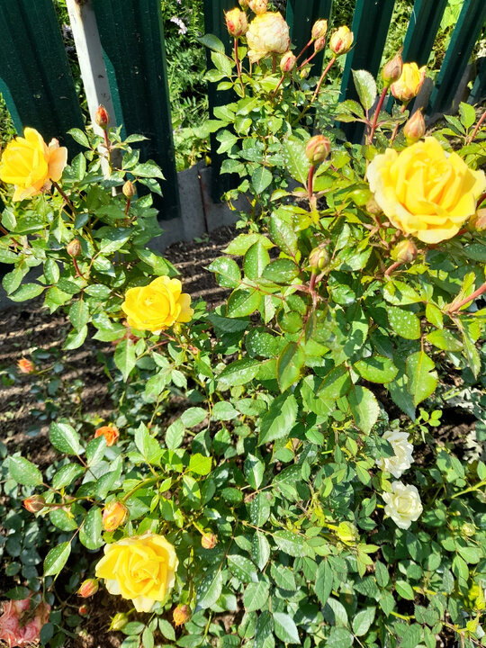 Фото автора 