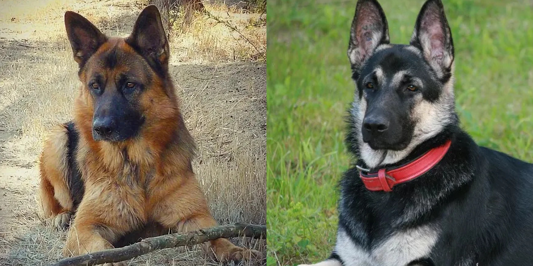 Они разные: чем отличается немецкая овчарка от восточноевропейской