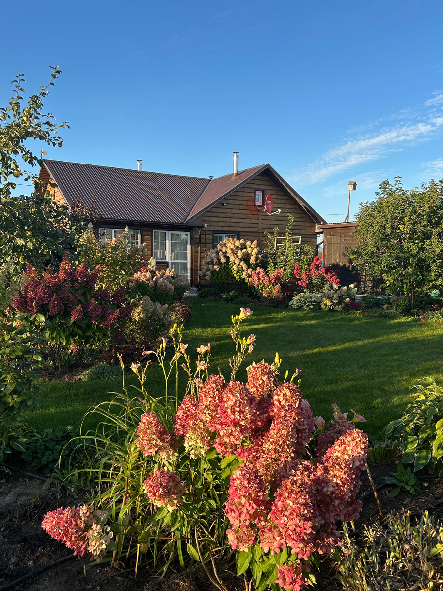 Цветение метельчатых гортензий. Фото Мой второй сад. 