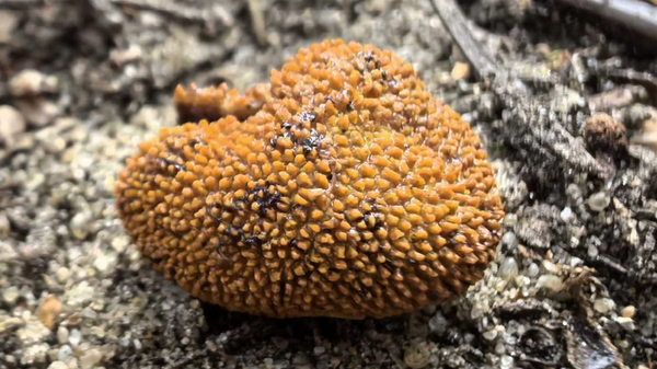    © Photo : Национальный парк "Беловежская пуща"