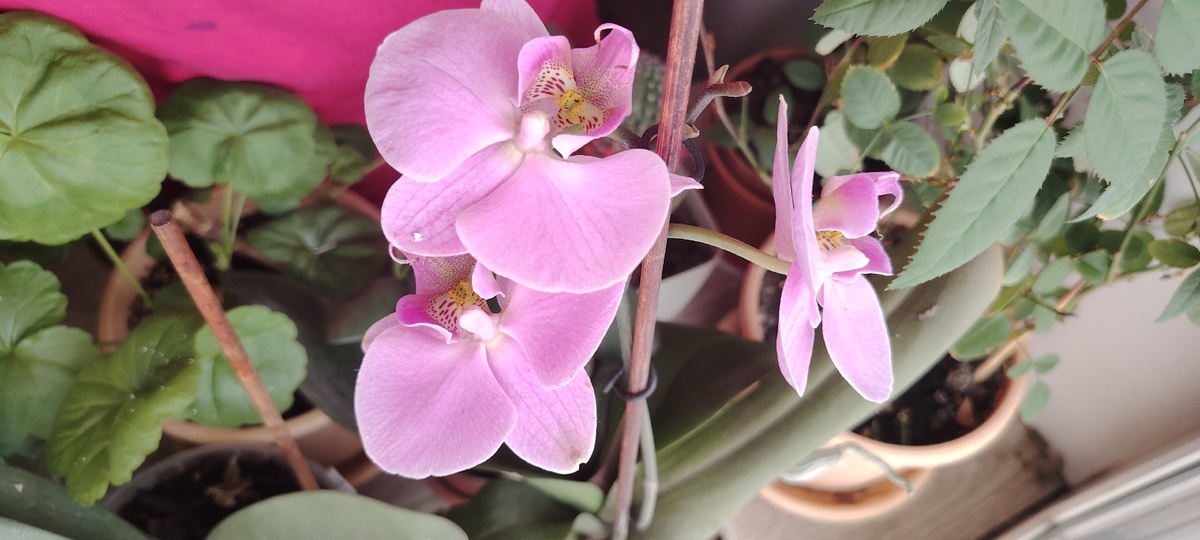    1 пипетка в горшок - и орхидея прет как ошалелая: цветы становятся яркими и крупными, видны за 100 метров
