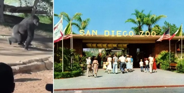 Дикая горилла набросилась на туристов в зоопарке Сан-Диего.