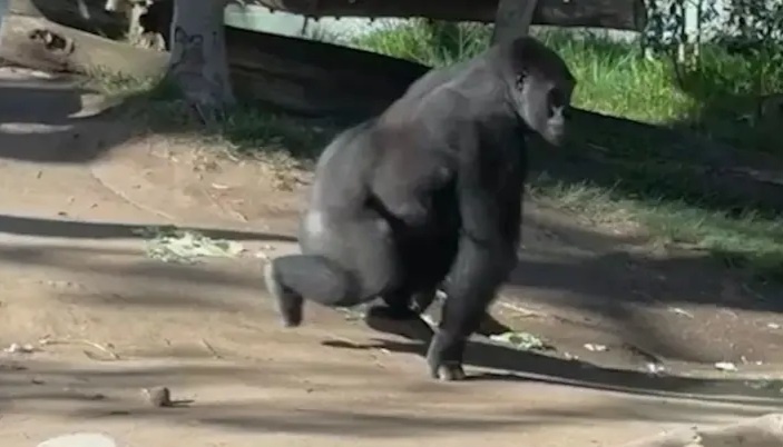 Горилла Денни на полной скорости врезался в стеклянное окно вольера.