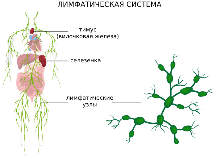 Фото в свободном доступе