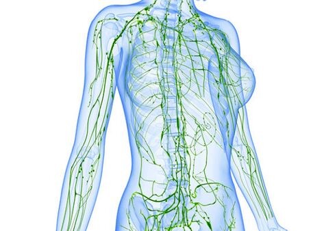 Лимфатическая система человека 