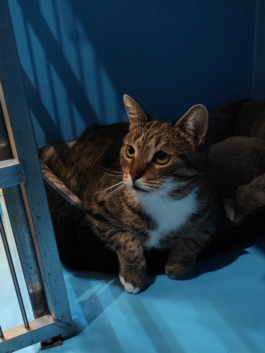 Фиджи в боксе передержки