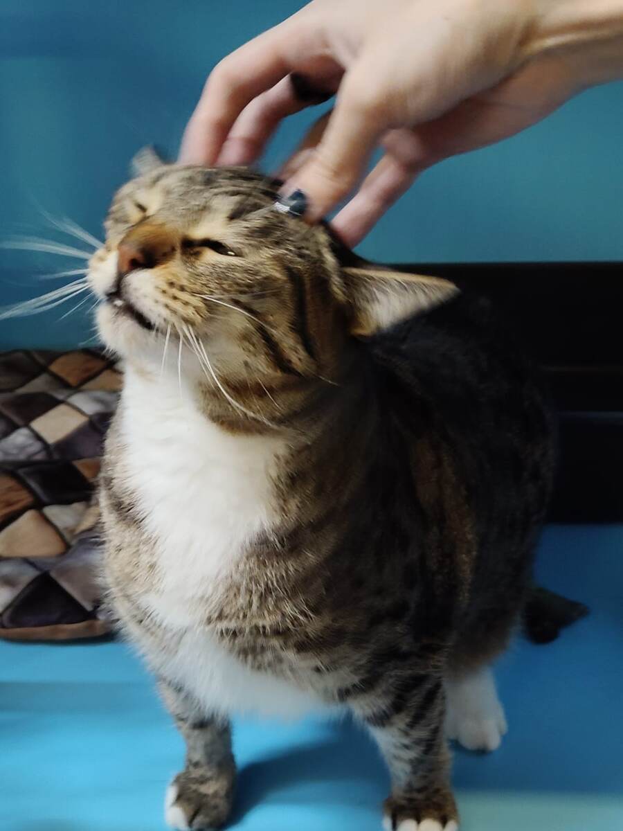 Очень любит гладиться