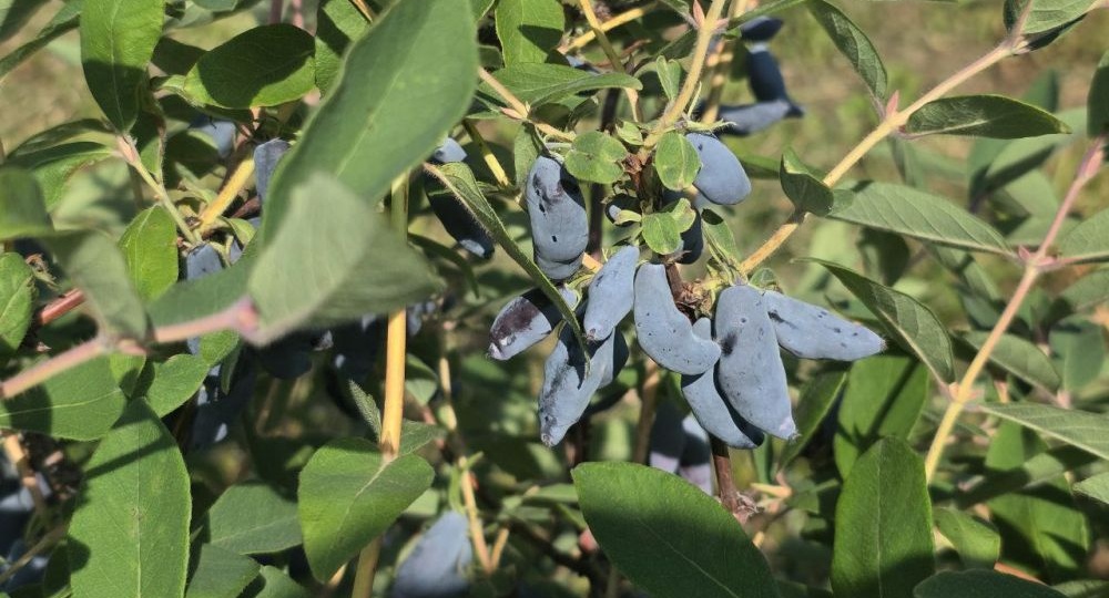 Томские ученые обнаружили в жимолости воздействующие на метастазы соединения