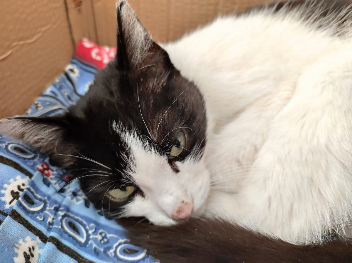 Такой Мурку нашли осенью 2023-го. Фото из личного архива Л. Фёдоровой
