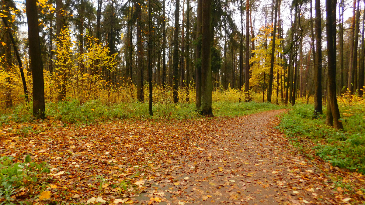 Закуток засыпанный опавшей листвой, в котором раньше стоял туалетный модуль