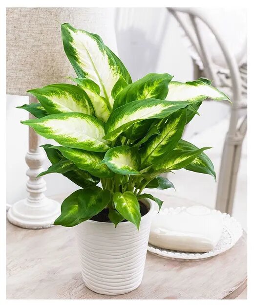 Диффенбахия "Камилла"