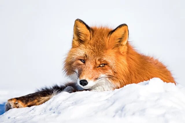    К чему снится лиса?