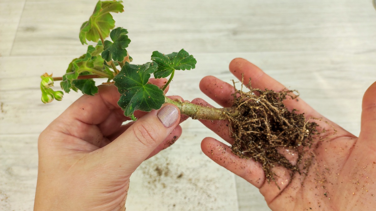 ПОДПИСЫВАЙТЕСЬ НА ТЕЛЕГРАММ, https://t.me/elena60sotok