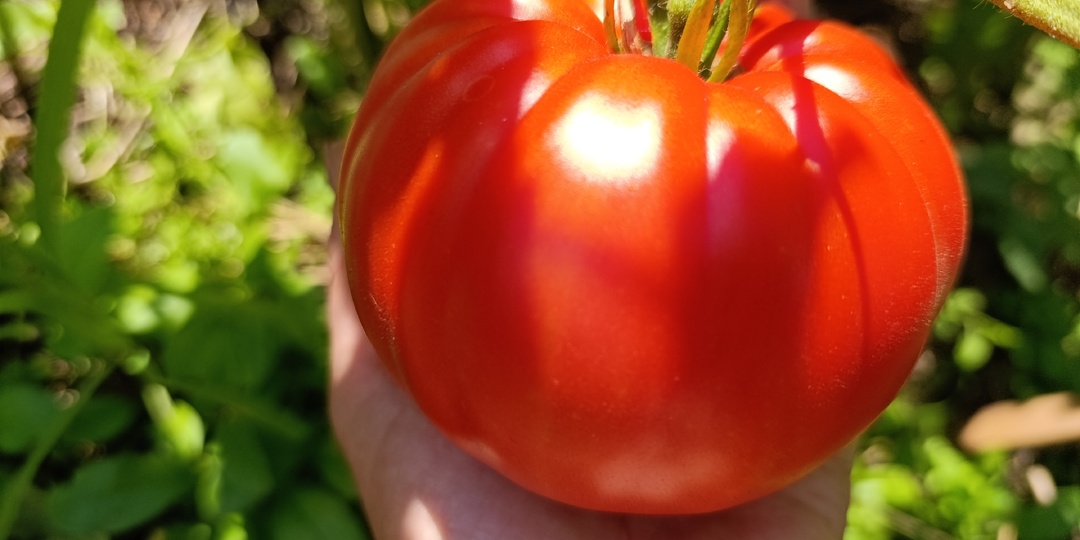 Томат Болгарское Чудо, сорт, семена