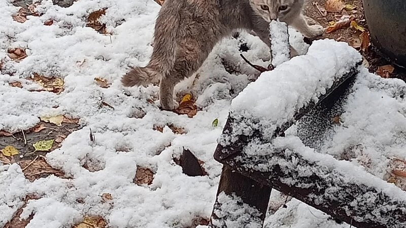     Кошки без хозяина. «Счастливые подобрашки»