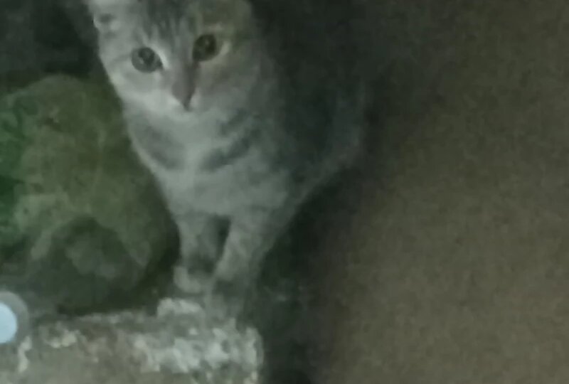 Около двадцати кошек остались в холодном доме в одиночестве после смерти хозяина