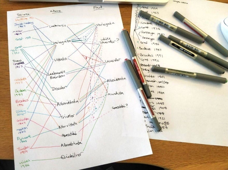 Работа по систематизации названий сортов традесканций © Avery Rowe · Tradescantia Hub · tradescantia.uk