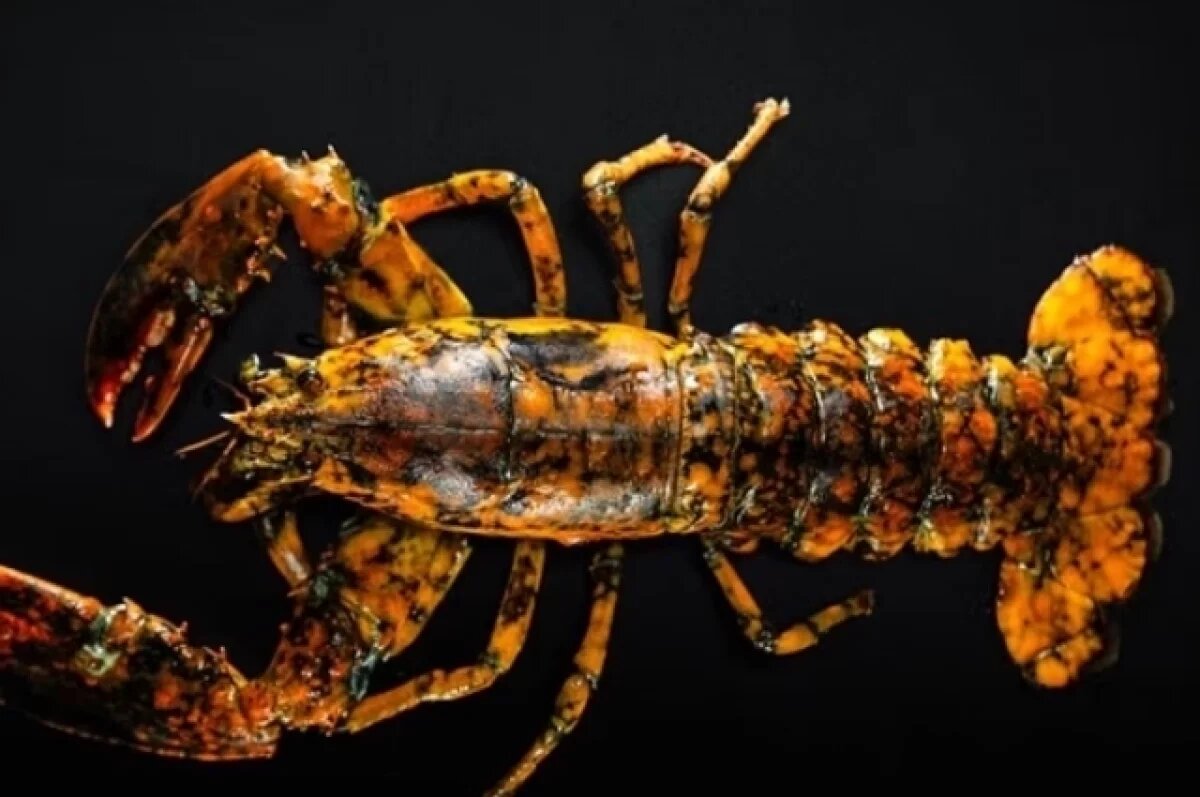    Рыбак нечаянно поймал редчайшего веснушчатого омара в Массачусетсе