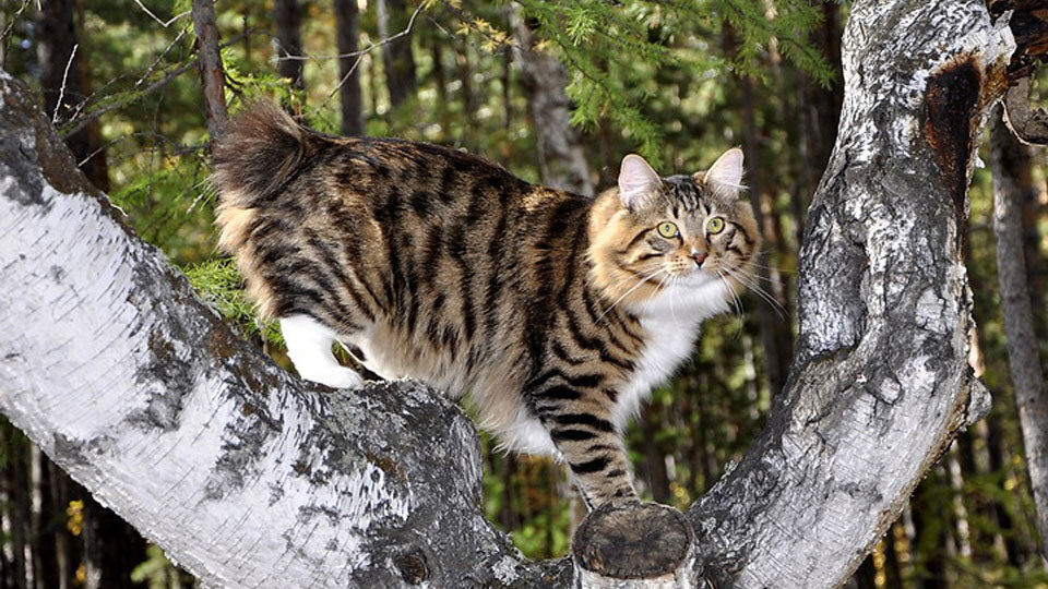 Курильский бобтейл