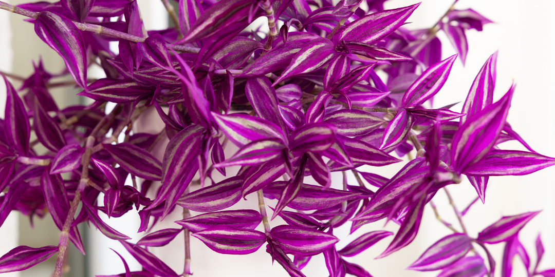 Tradescantia zebrina ‘Pink Paradise’: особенности сорта