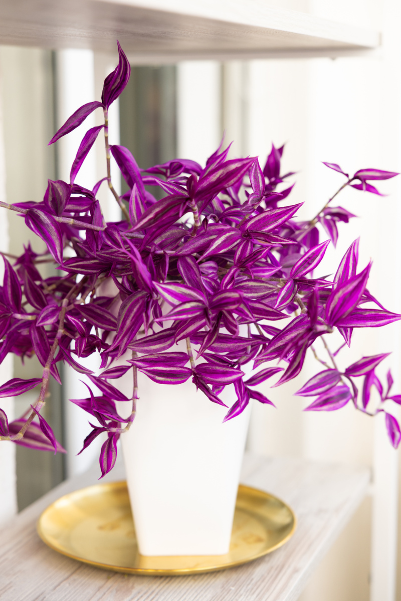 radescantia zebrina ‘Pink Paradise’ 