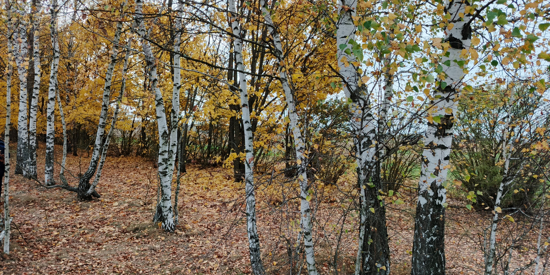 Лесопосадки снова не отпустили без находок. Что мне там удалось найти на этот раз