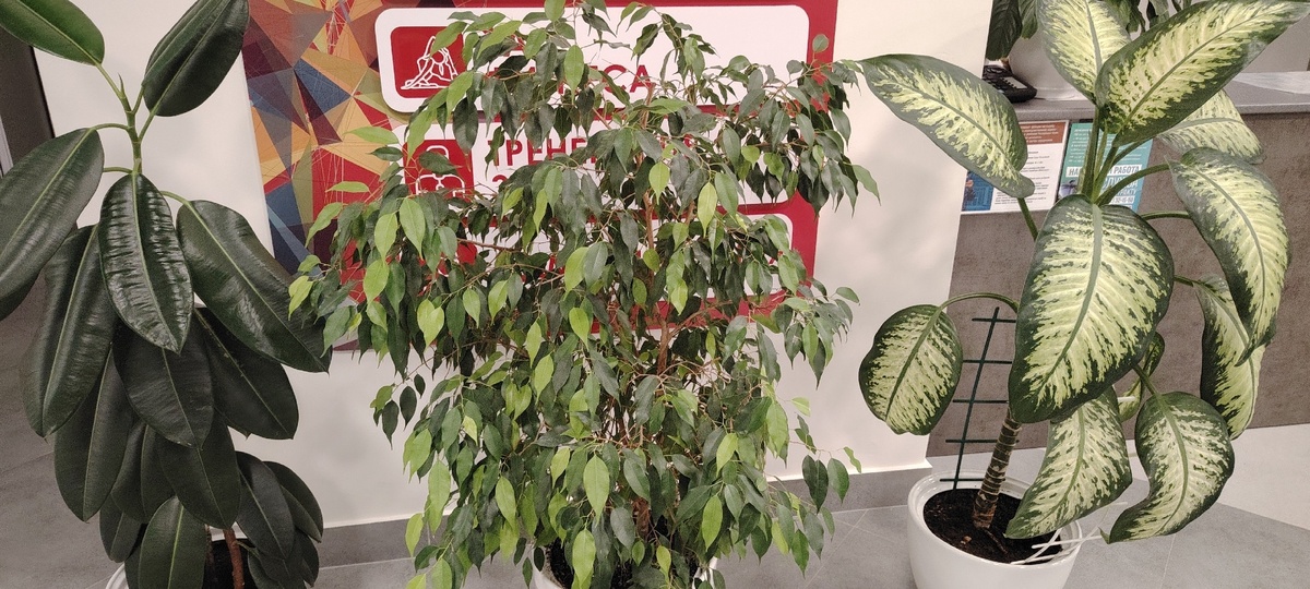    Заставить фикус ветвиться, расти объемным и симметричным поможет простой метод с зубочисткой или спичкой