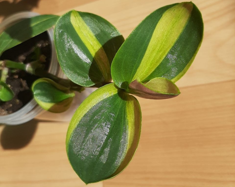 Мутация в виде «ушек»