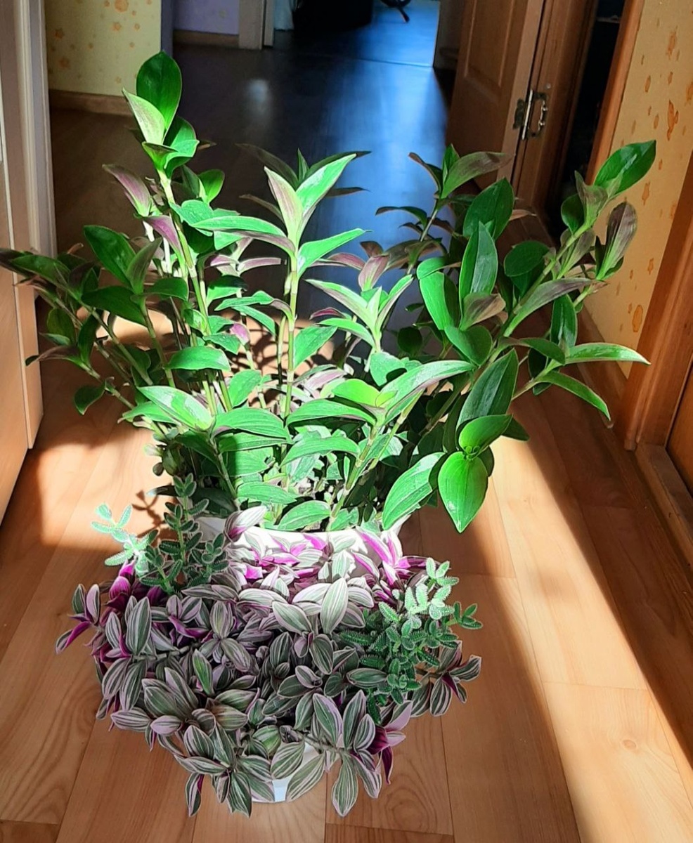 Вы можете поверить что зеленый гигант в дальнем горшке это реверс от малышки Sweetness?! Фото нашей подписчицы Лидии.