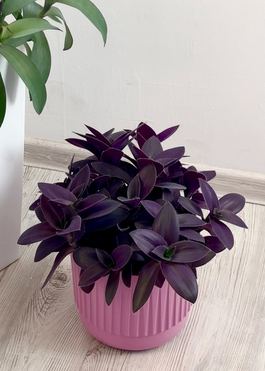 Tradescantia Pale Puma снята 14 июня