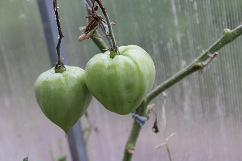 Октябрьские кадры плодов этого сорта